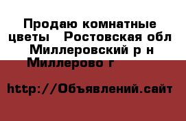 Продаю комнатные цветы - Ростовская обл., Миллеровский р-н, Миллерово г.  »    